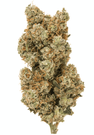 White Widow